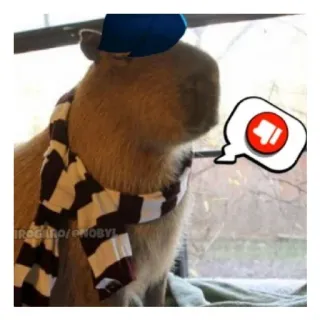 👎 a247a7ab Irogiro/chobyl Capivara, Animal, Cachecol, Chapéu, Polegar para baixo, Não gosto telegram sticker