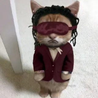 😶 b45b496b gato, animal, animal de estimação, engraçado, meme, máscara de dormir, fato telegram sticker