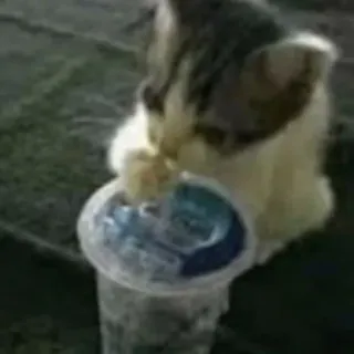 😋 caa54a37 gato, animal de estimação, animal, bebendo, água telegram sticker