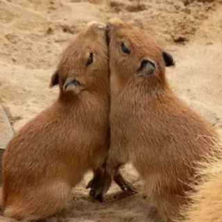 💋 f2f0d5d2 Capivara, Roedor, Animal, Fofo, Mamífero, Vida selvagem telegram sticker