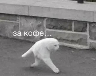 ☕️ 22a0c4ba за кофе... kucing, kopi, meme, lucu, hewan telegram sticker