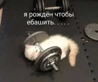 🤩 23f376d6 Я рождён чтобы ебашить..... kucing, dumbbell, rusia, kebugaran, bahasa ofensif telegram sticker