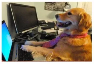 👨‍💻 78cc25f9 anjing, komputer, kantor, mengetik, laptop, golden retriever, hewan telegram sticker