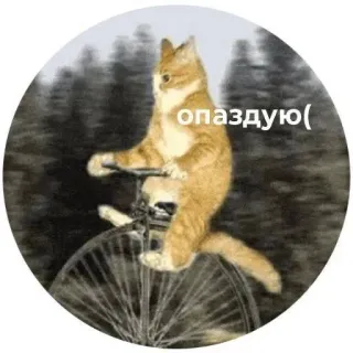😔 ae964d59 опаздую( kucing, sepeda, terlambat, lucu, hewan, transportasi telegram sticker