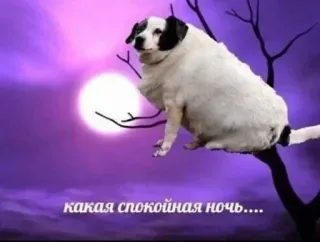 🌚 265f7d8a какая спокойная ночь.... dog, moon, night, calm, tree, animal, sky, pet telegram sticker