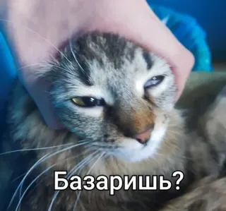 🤓 416820bd Базаришь? cat, meme, funny, russian, animal telegram sticker