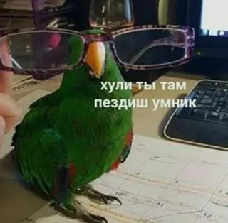😾 4980e4db хули ты там пиздиш умник parrot, glasses, bird, funny, offensive telegram sticker