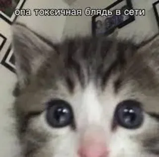 🥱 511827a7 опа токсичная блядь в сети cat, kitten, meme, toxic, offensive telegram sticker