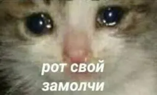 😢 52a6ad53 рот свой
замолчи cat, meme, sad, crying, animal, russian telegram sticker