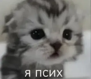 🤡 535d5f51 Я псих cat, kitten, cute, animal, russian, meme telegram sticker