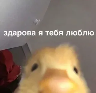 🥰 544a20a4 здарова я тебя люблю duck, animal, cute, greeting, love, russian telegram sticker
