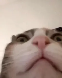 😳 5900724a cat, close-up, animal, pet, feline telegram sticker