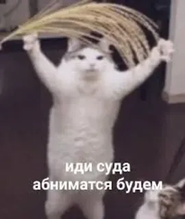 🤗 81831839 иди сюда обниматся будем cat, russian, meme, funny, animal, humor telegram sticker