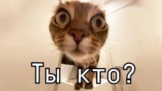 🤨 81e41624 Ты кто? cat, question, russian, animal, meme telegram sticker