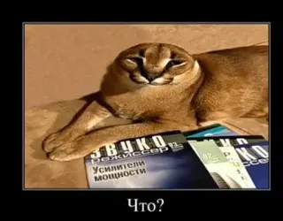 Больше стиков тут: @stikery4 telegram stickers