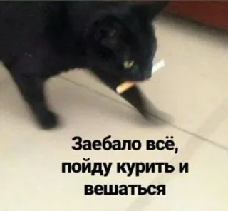 🚬 e485f444 Заебало всё, пойду курить и вешаться cat, smoking, russian, meme, text telegram sticker