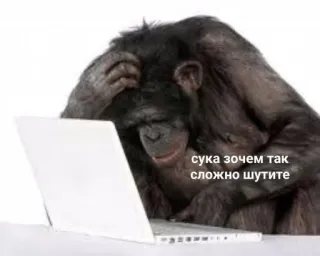 😫 fcb1ef33 сука зачем так сложно шутите monkey, laptop, confused, thinking, meme, ape telegram sticker