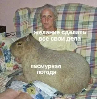 😬 162bdc74 желание сделать все свои дела
пасмурная погода Capybara, Animal, Femme, Canapé, Animal de compagnie, Ron rongeur, Meme, Drôle whatsapp sticker