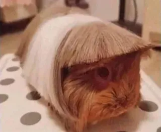 ✂️ 7cddda84 cochon d'Inde, animal, animal de compagnie, rongeur, drôle, perruque whatsapp sticker