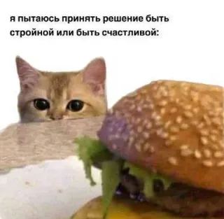 🤝 7d35c027 Я пытаюсь принять решение быть стройной или быть счастливой: chat, nourriture, burger, mème, drôle, humour, décision, régime, joyeux whatsapp sticker