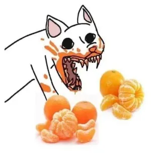🍊 81d6dbcc chat, orange, mème, nourriture, dessin, fruit, mandarine, animaux whatsapp sticker