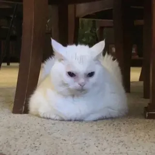 😡 f61a75ee chat, chat blanc, animal, animal de compagnie, chat domestique, félin whatsapp sticker