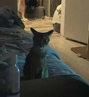 😈 f6b7bb42 chat, animal, animal de compagnie, animal domestique whatsapp sticker