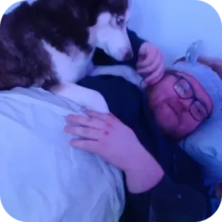 😇 2e6bb412 หมา, ฮัสกี้, สัตว์เลี้ยง, คน, เตียง, นอนหลับ, น่ารัก telegram sticker