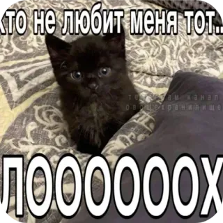 ❤ 4cccf19e КТО НЕ ЛЮБИТ МЕНЯ ТОТ... ЛОООООООХ Katze, Kätzchen, Meme, Russisches Meme, Lustig, Tier whatsapp sticker