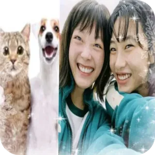 🐱 7dfc0145 Katze, Hund, Leute, lächelnd, Selfie, Freunde whatsapp sticker