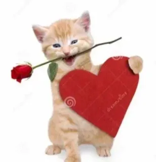 🌟 80f2227a Kätzchen, Katze, Liebe, Herz, Rose, Tier, süß whatsapp sticker