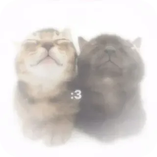 🐱 b849b9b3 :3 Katze, Kätzchen, süß, Tier, Haustier whatsapp sticker