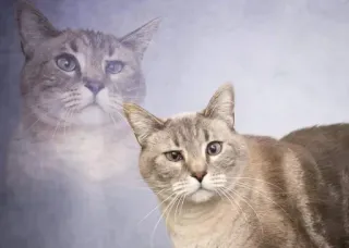 😇 1c9d5f1f chat, animal de compagnie, animal, félin, chat domestique, chat gris telegram sticker