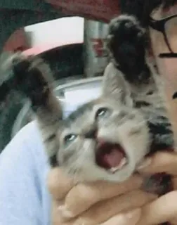 😨 2f263778 chat, chaton, animal, animal de compagnie, mammifère, chat domestique, bâillement, bouche ouverte telegram sticker