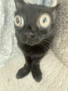 😐 39990b7b chat, chat noir, drôle, grands yeux, mignon, animal, animal de compagnie telegram sticker