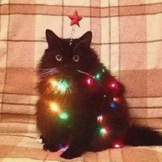 🌲 46eab852 chat, Noël, sapin de Noël, lumières, étoile, fête, animal de compagnie, animal telegram sticker