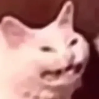 😬 6245a941 chat, mème, drôle, animal, chat blanc, expression, en colère telegram sticker