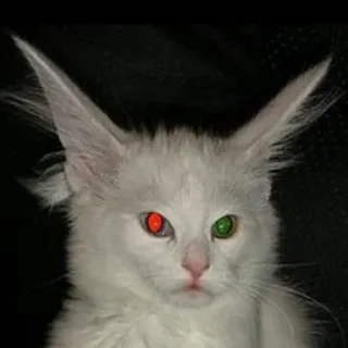 🧝‍♀️ 633acc1a chat, yeux, animal, oeil rouge, oeil vert, blanc telegram sticker