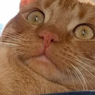 😨 78f19c77 chat, animal de compagnie, animal, chat roux, mème, drôle, mignon telegram sticker