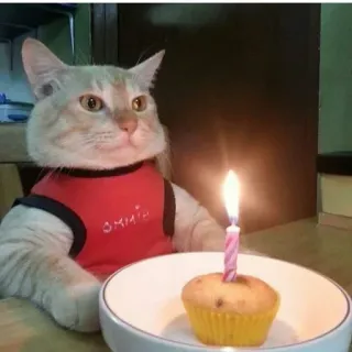 🕯 7ce09cf7 OMMH chat, anniversaire, muffin, bougie, animal de compagnie, animal telegram sticker