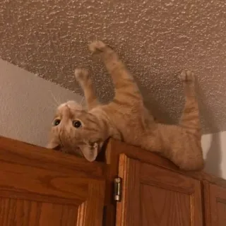 🙃 a669e36e chat, tigré roux, animal, plafond, drôle, chaton, animal de compagnie telegram sticker