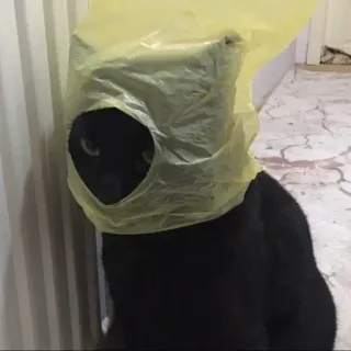 🛍 c0d35094 chat, chat noir, sac plastique, drôle, animal, animal de compagnie telegram sticker