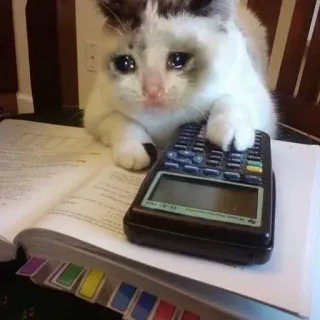 💴 c80bc3ae chat, pleurer, calculatrice, triste, étude, devoirs, mème telegram sticker