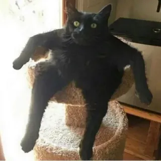 🪑 e6704fe6 chat, chat noir, animal, animal de compagnie, drôle, assis, pose telegram sticker