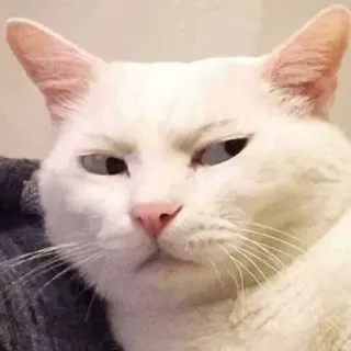 😒 e87f6ff7 chat, chat blanc, animal, animal de compagnie, chat drôle, mème, expression telegram sticker