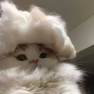 ☁️ ed07b4d3 chat, doux, chapeau, mignon, animal de compagnie, animal telegram sticker