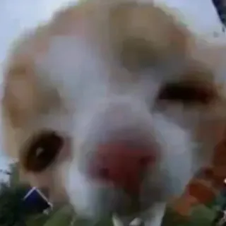 😂 04cc2505 gato, animal de estimação, animal, close-up, animal doméstico telegram sticker