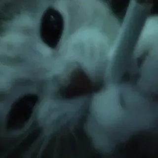 😂 113a3c56 gato, animal, animal de estimação, gatinho, animal doméstico, fofo telegram sticker