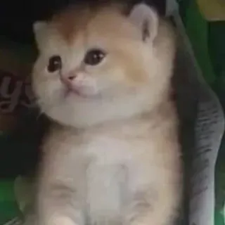 😂 12df2f3b gatinho, gato, fofo, animal de estimação, animal, dourado telegram sticker