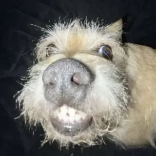 😂 16af18a6 cão, dentes, engraçado, animal, animal de estimação, terrier telegram sticker